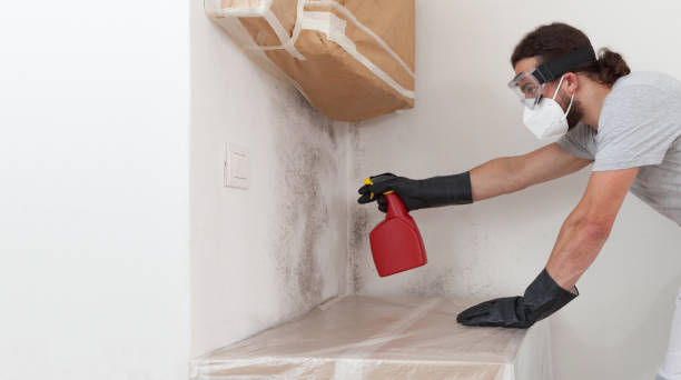 Professional Basement Mold Remediation technician working in Babson Park, MA
