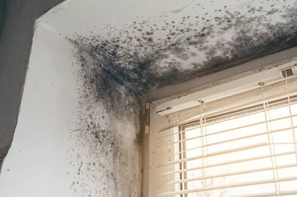 Affordable Basement Mold Remediation solutions in Babson Park, MA